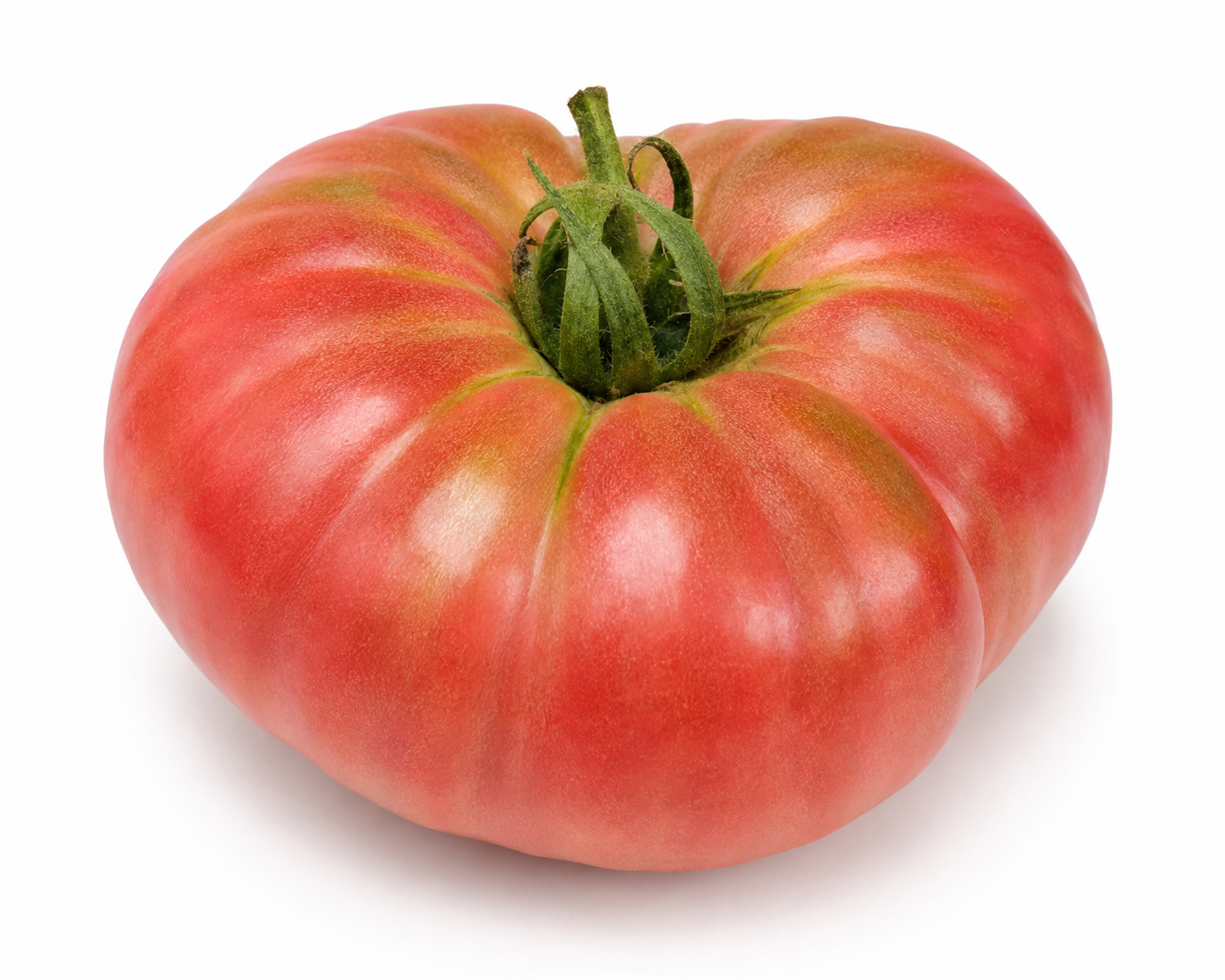 BRANDYWINE TOMATO, 4" - 6" Plant