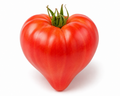 HUNGARIAN OXHEART HEART, 4" - 6" Plant
